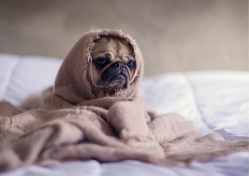 foto de Como preparar seu cão para ficar sozinho em casa, após a pandemia