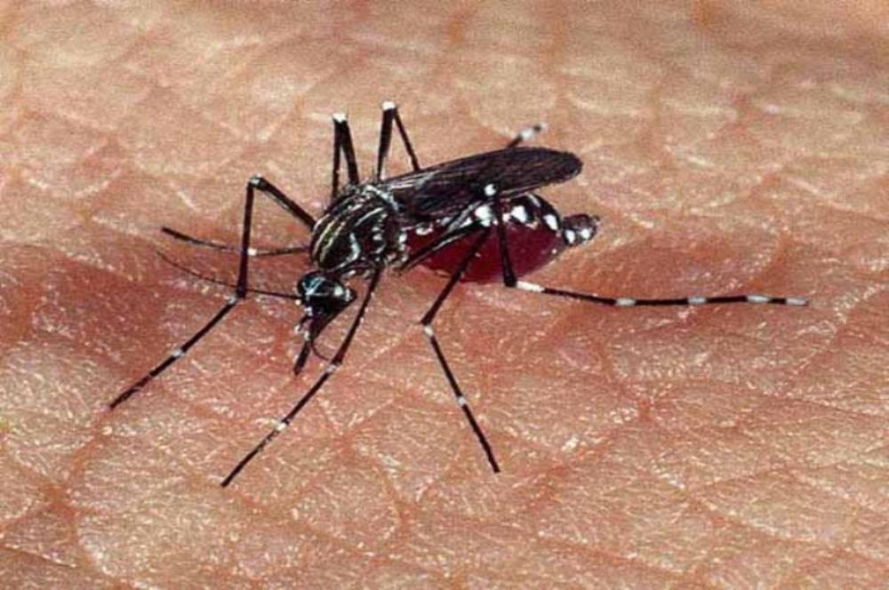 foto de Itapira: Primeiro caso de dengue de 2021 é confirmado