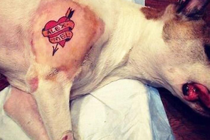 foto de Tatuagens e piercings em animais terão multa de R$ 14,5 mil em SP