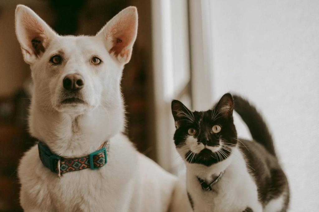 foto de Núcleo de Zoonoses de Amparo está vacinando cães e gatos contra a raiva gratuitamente
