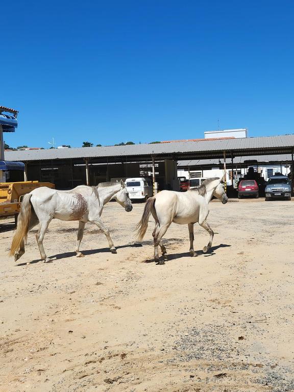 foto de Cavalos fogem e são resgatados pela GCM de Amparo