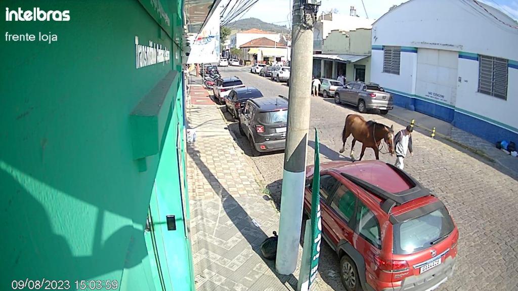 foto de Cavalo furtado em Amparo é encontrado em Pedreira