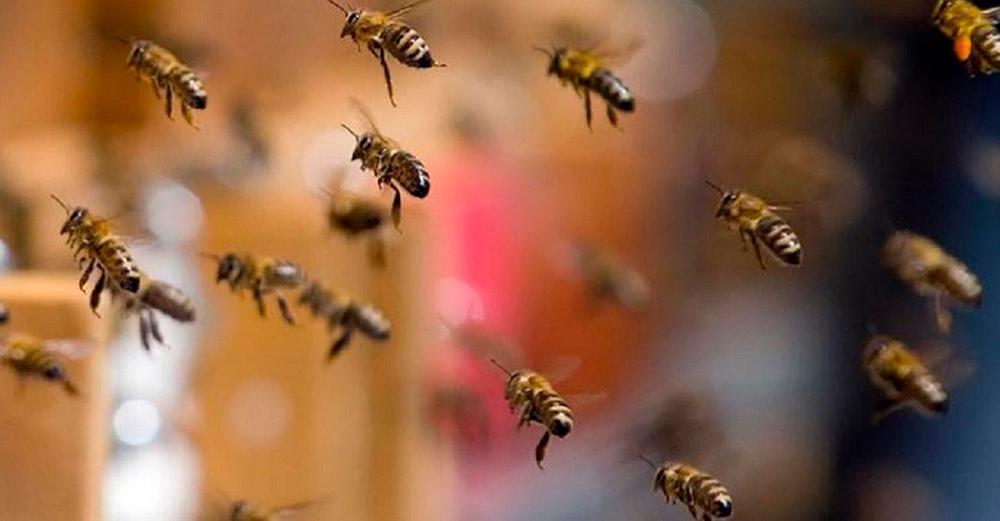 foto de Como agir em ataques de abelhas? Biólogo explica as causas das ocorrências e dá dicas de segurança