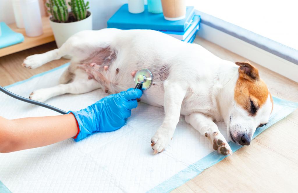 foto de Check-up Pet: exames preventivos ajudam a manter a saúde dos animais de estimação em dia