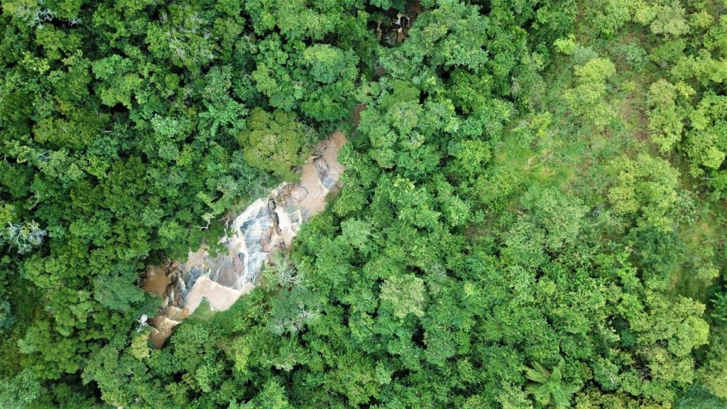 foto de Araribá Jardim Botânico recebe evento internacional de estímulo à biodiversidade de florestas em Amparo